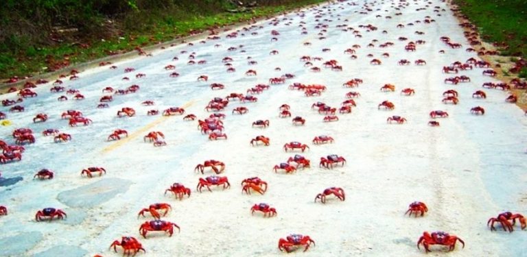 पिले जन्माला घालण्यासाठी  रस्त्यांवर तब्बल ५ कोटी नरभक्षक लाल रंगाचे खेकडे समुद्राच्या दिशेने