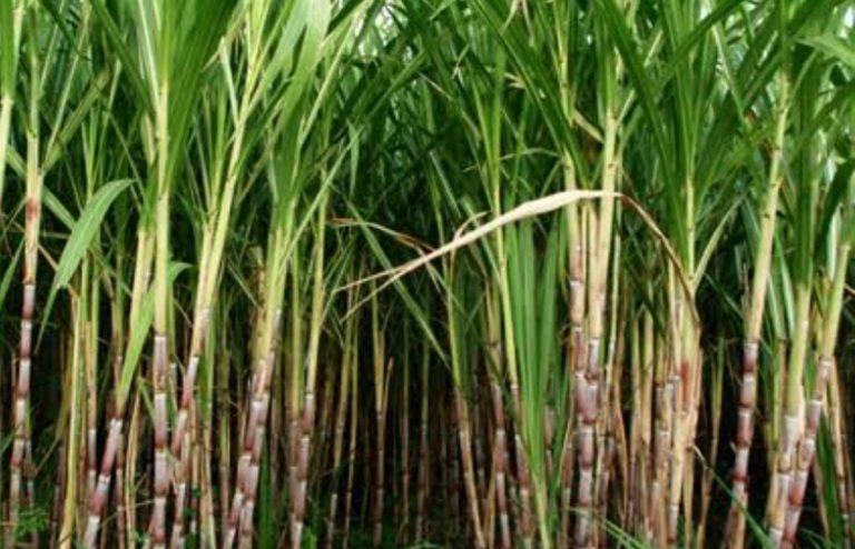 महाराष्ट्रातील प्रमुख साखर कारखान्यानी जाहीर केलेली पहिली उचल